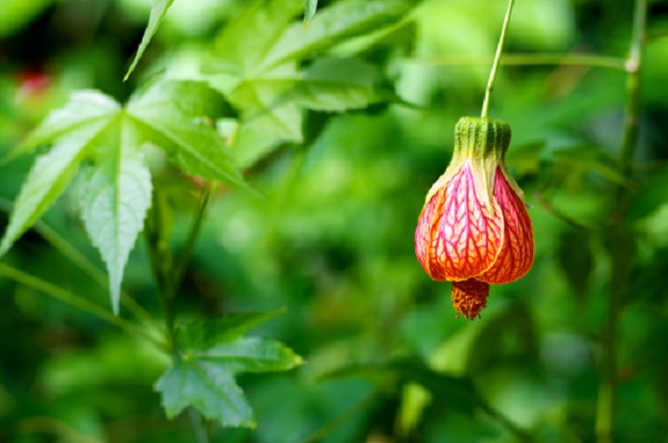 significato fiori abutilon