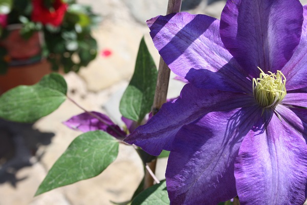 ancona flower show