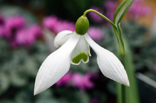 fiori regalare befana