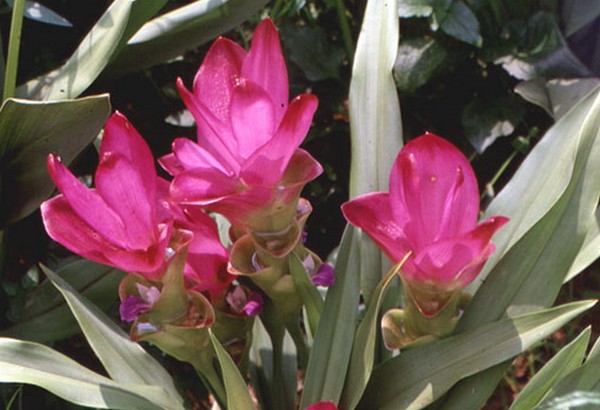 curcuma alismatifolia tulipano del siam