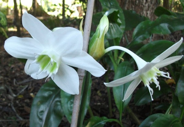 eucharis fioritura invernale