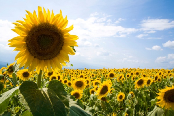 girasoli basilico coltivati luna