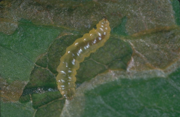 nepticula melo insetto parassita