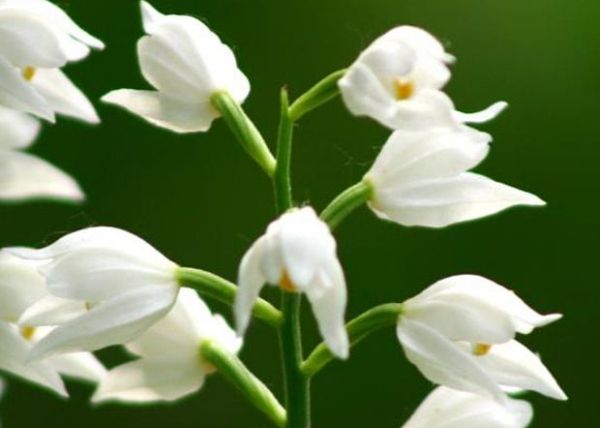 Orchidea Cephalanthera, cure e coltivazione
