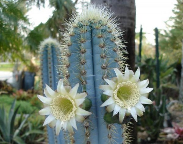 pilosocereus azureus pianta grassa