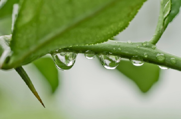 proteggere giardino pioggia come