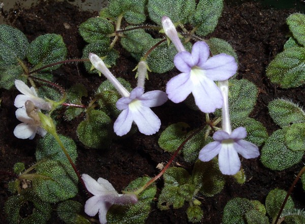 sinningia pusilla erbacea perenne