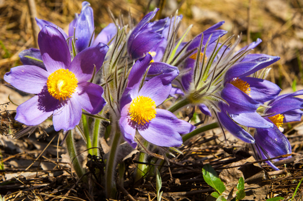 Pulsatilla