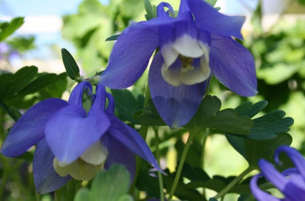 aquilegia flabellata pianta da vaso