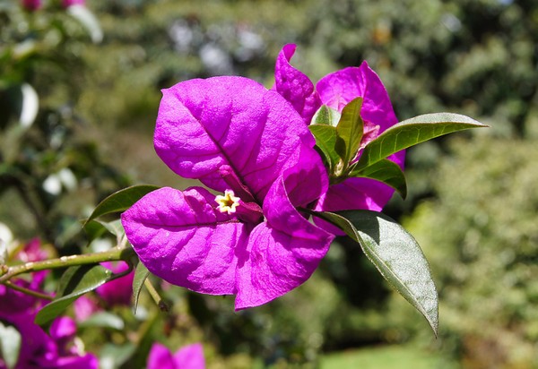 bouganville glabra