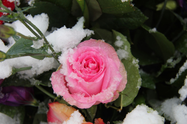 Come curare le rose in inverno