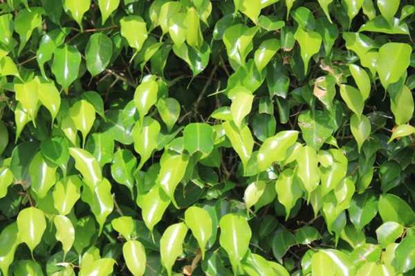 Ficus benjamin, come prevenire la caduta delle foglie