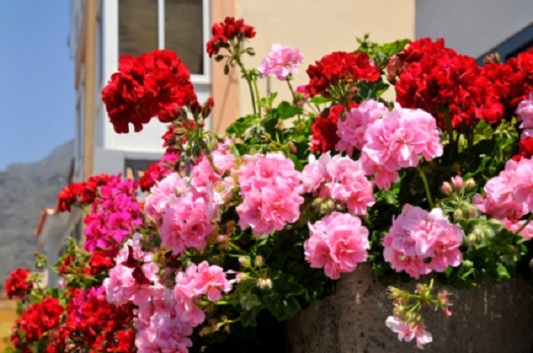 perchè scegliere gerani balcone