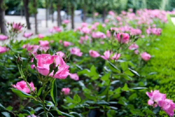 giardino botanico coperto grande mondo roma