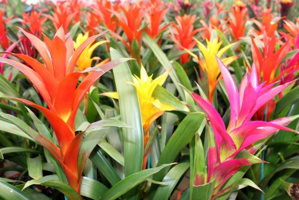 guzmania cardinalis pianta da appartamento