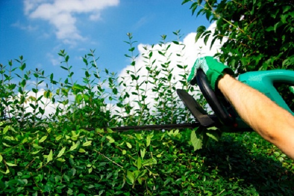 preparare siepi primavera estate