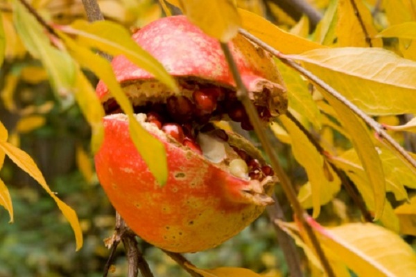 pinatumazione melograno