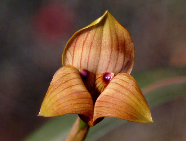 Orchidea Trigonidium, coltivazione