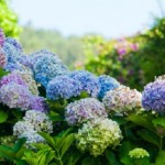 ortensie vaso abbinamenti