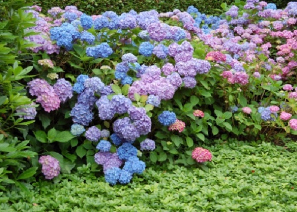 ortensie vaso abbinamenti