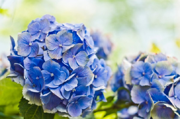 ortensie