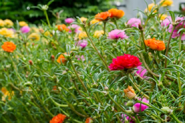 Seminare portulaca bocca leone aiuole