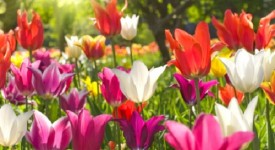 tulipani come curare crescita