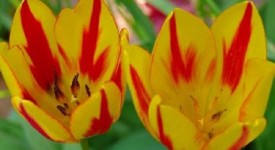 tulipani come curare crescita