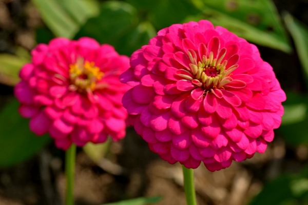 semine marzo zinnia