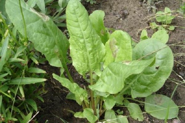 Rumex acetosa