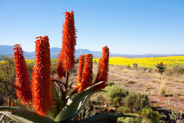 significato fiori aloe