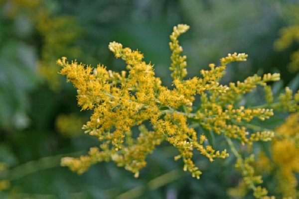 Ambrosia Ophraella nemico naturale