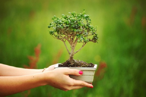 bonsai in vaso