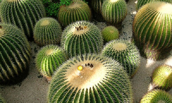 lavori marzo rinvaso cactus