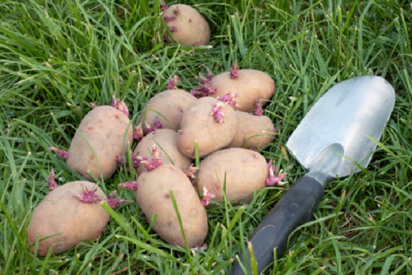 Cosa seminare a marzo, le patate