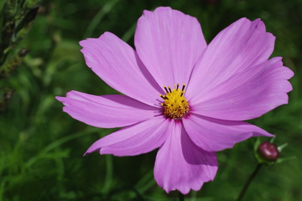 semine aprile cosmea