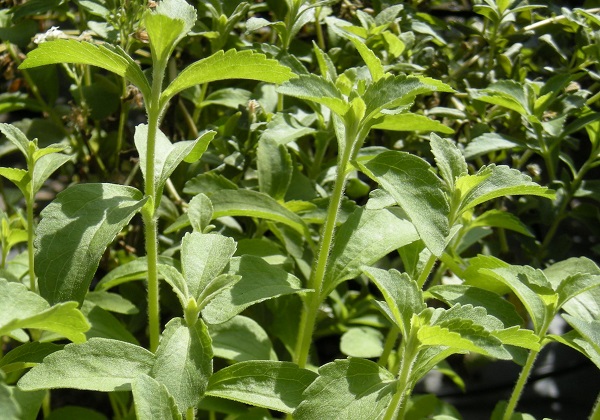 Cosa piantare ad aprile, la stevia