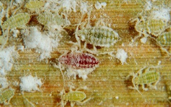 afide farinoso susino insetto parassita
