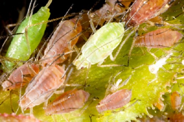 Afidi galligeni, insetti parassiti