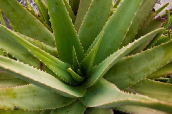 aloe