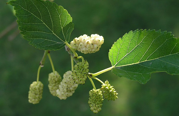 significato fiori gelso