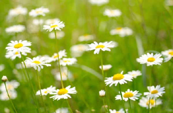 fiori pasquetta regali sagre gite fuori porta