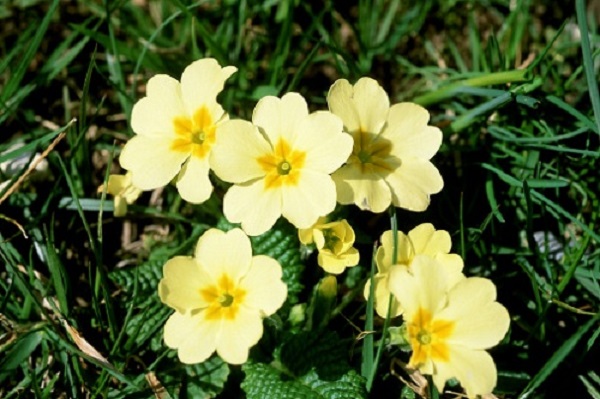 fiori primaverili balcone quali scegliere