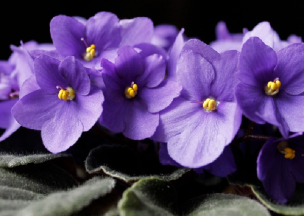 come coltivare viola africana vaso