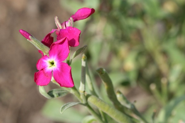 significato fiori violaciocca