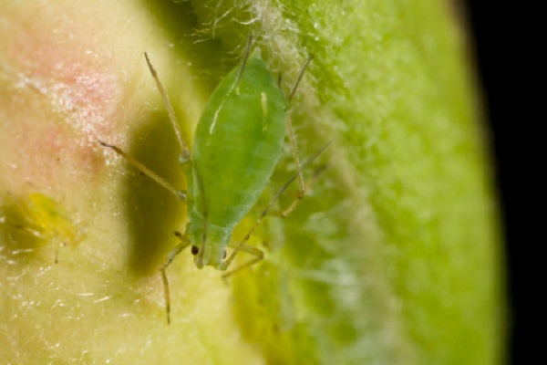 afide verde melo insetto parassita