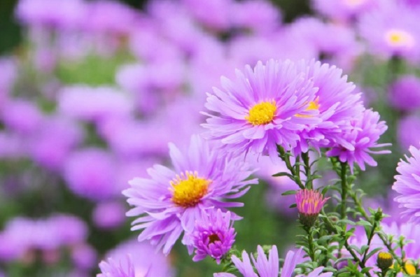 significato fiori aster