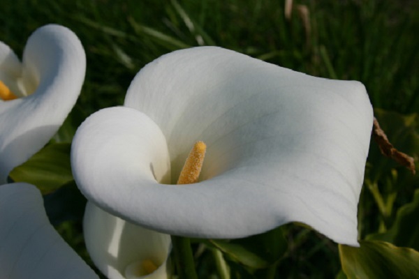 calla