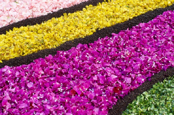 infiorata