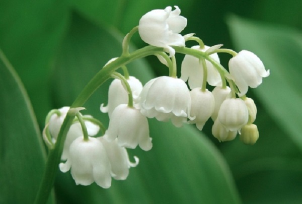 festa mamma fiori recisi piante intere